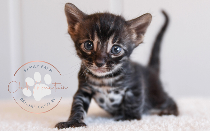 Bengal kitten for sale